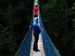 jembatan-kanopi-25-meter-diatas-serasah-hutan1