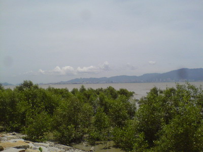 Kumpulan pohon bakau (mangrove) muda di pantai Rubina